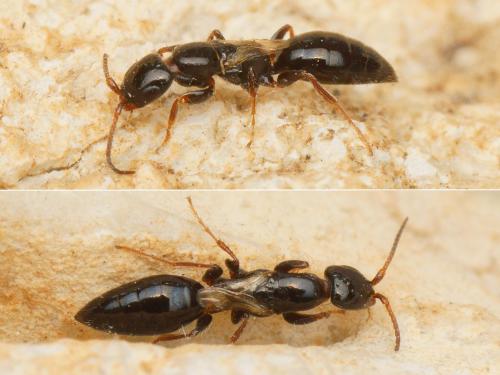 Epyris brevipennis
